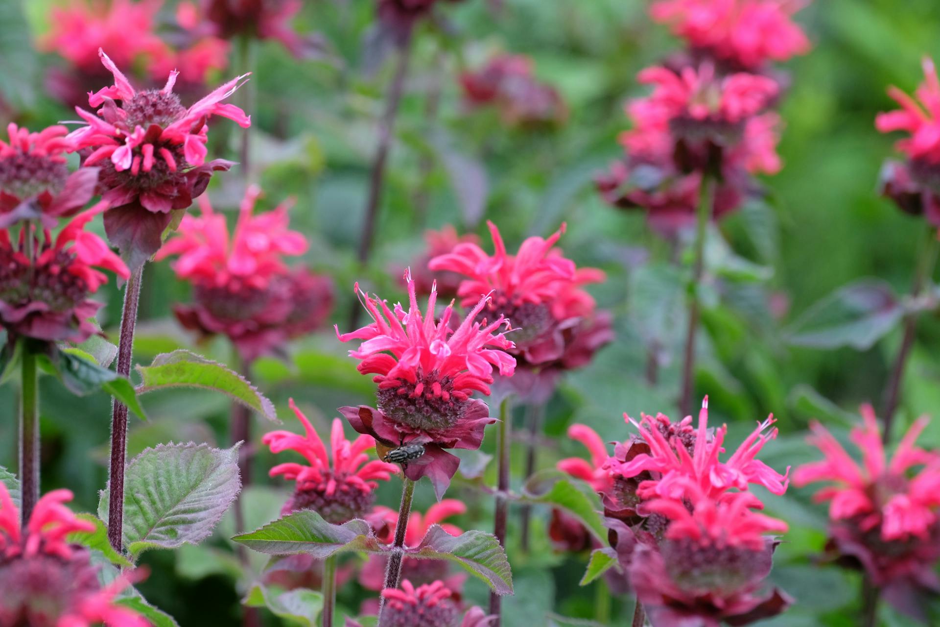 Vibrant pink bee balm flowers in full bloom with their distinctive spiky, tubular petals. Multiple flower heads are visible among green foliage in a garden setting with soft, blurred background