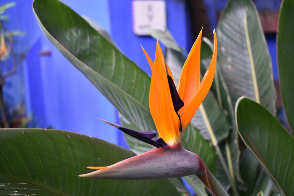 Bird of Paradise
