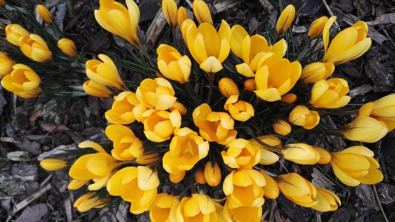 Yellow crocus flowers, dense cluster, open blooms, thin green leaves, dark mulch background, overhead view