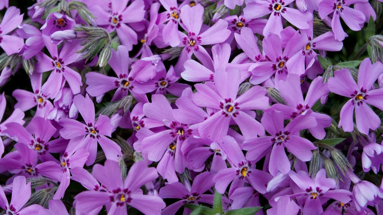 Dense cluster of small purple flowers with five petals each, featuring dark purple centers and yellow stamens, growing among green foliage in a natural garden setting