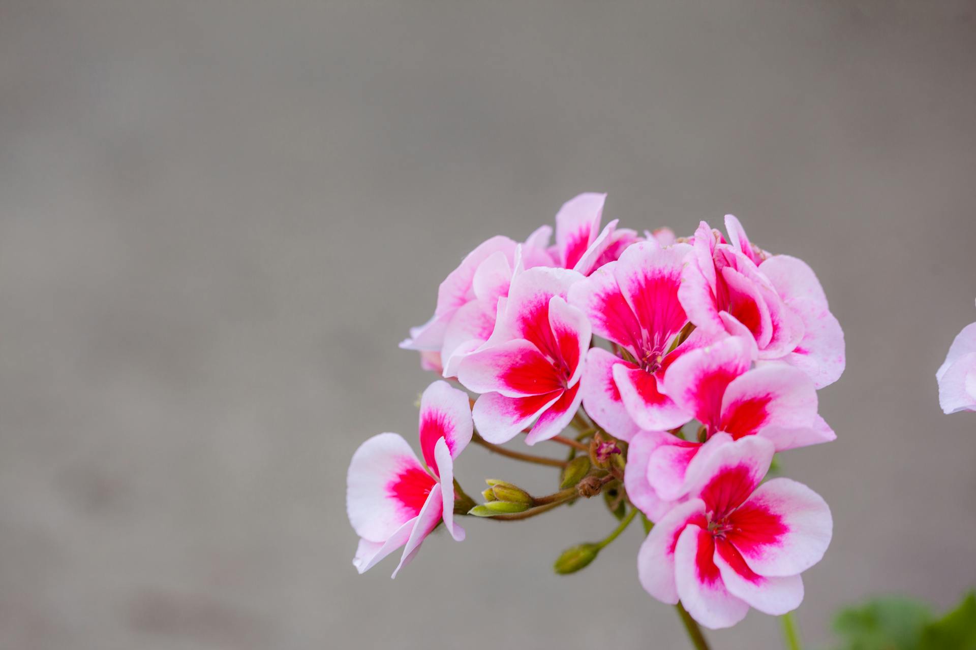Close Up Shot of a Regal Pelargonium