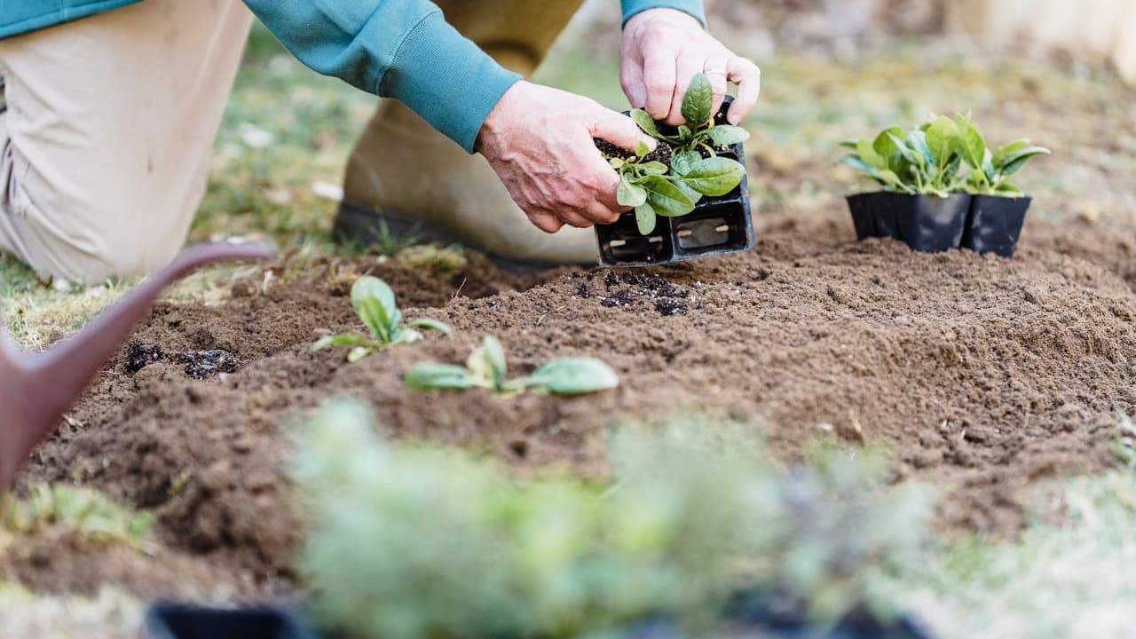 Hands planting small green seedling in brown soil outdoors