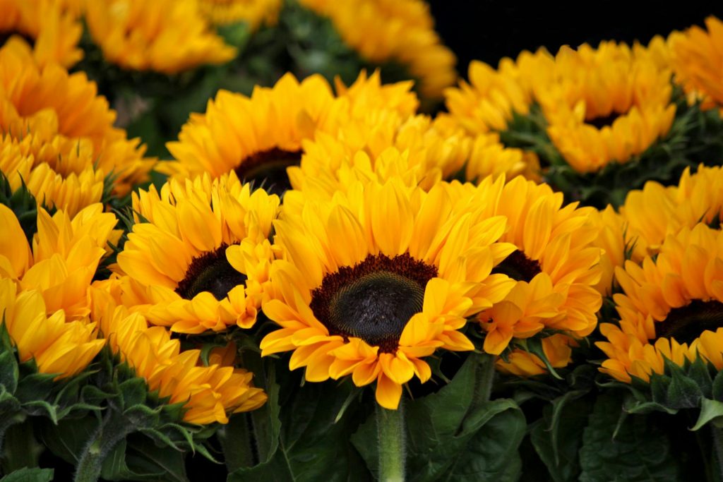 Bright yellow sunflowers with dark brown centers and green leaves in close-up view