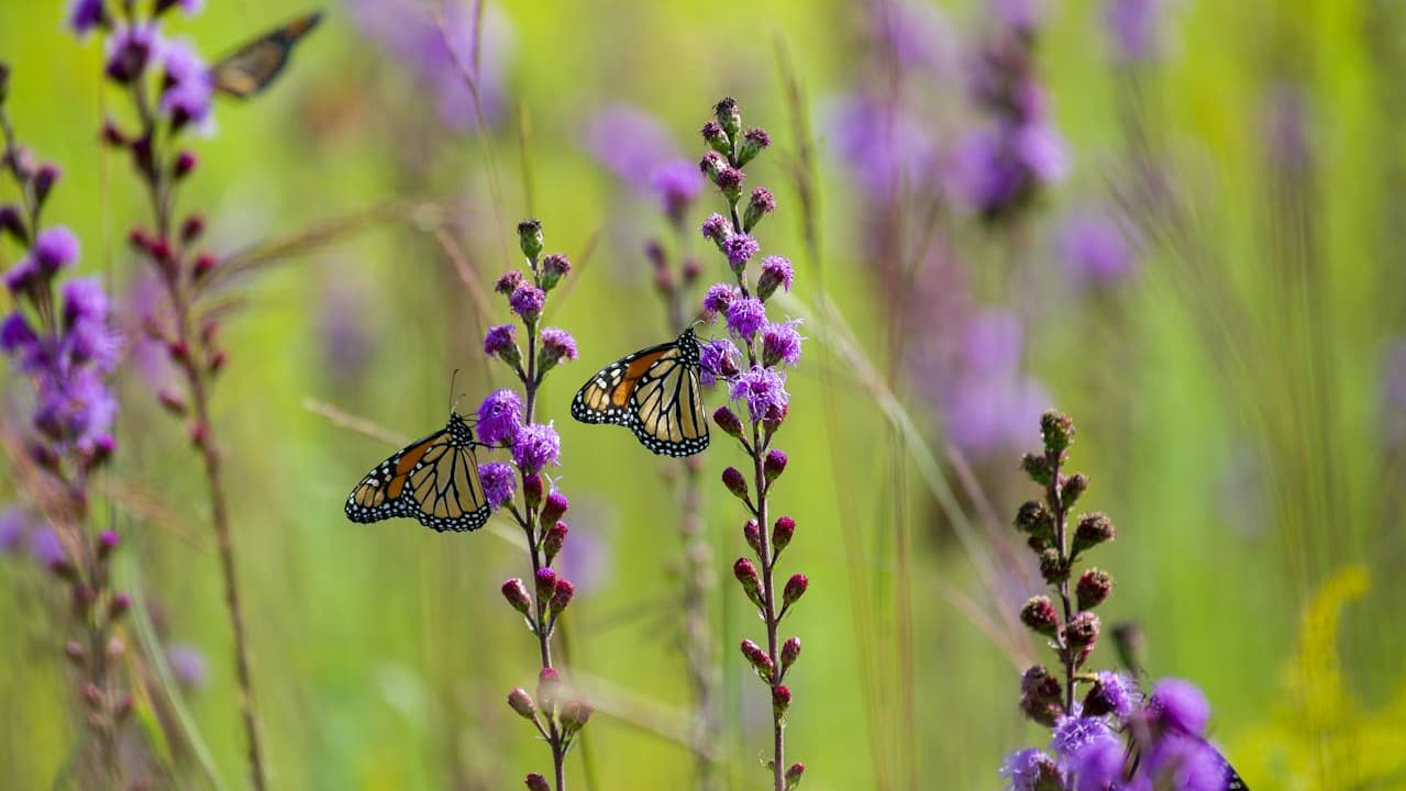 Monarch butterflies on purple blazing star flowers, green blurred background, sunny day, vibrant meadow scene.