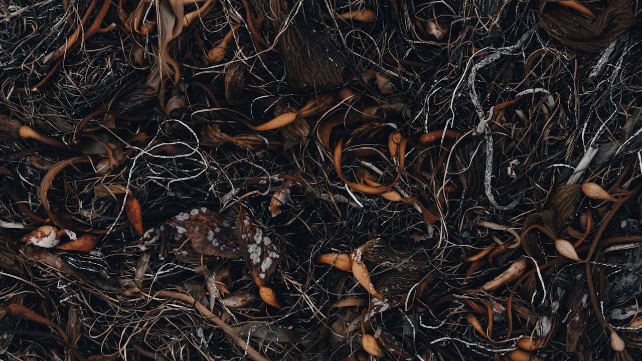 Dense tangle of dried brown seaweed, kelp fronds, and marine debris washed ashore on dark sand