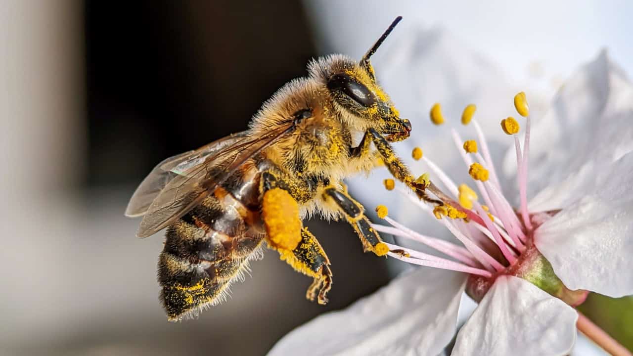 Spring-bee-and-flower-worker-bee