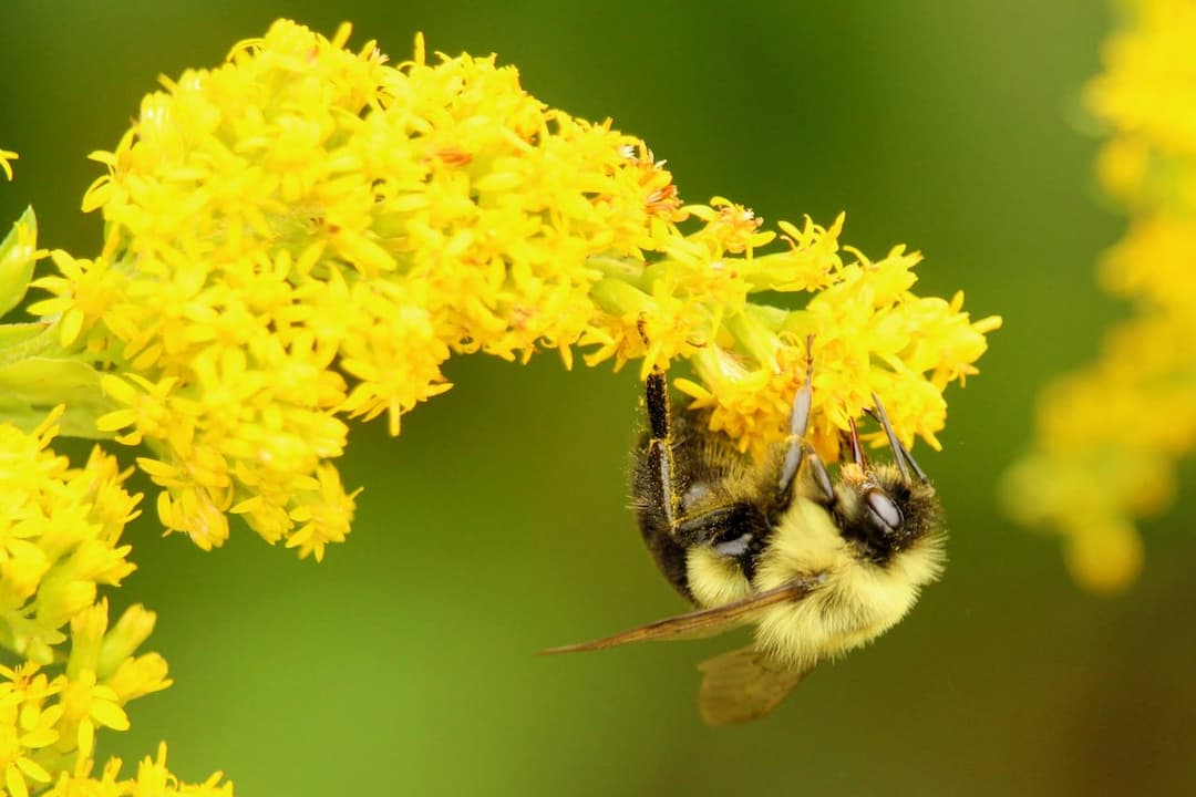 Fuzzy bee with yellow and black stripes feeding upside down on bright yellow wildflower cluster against green background
